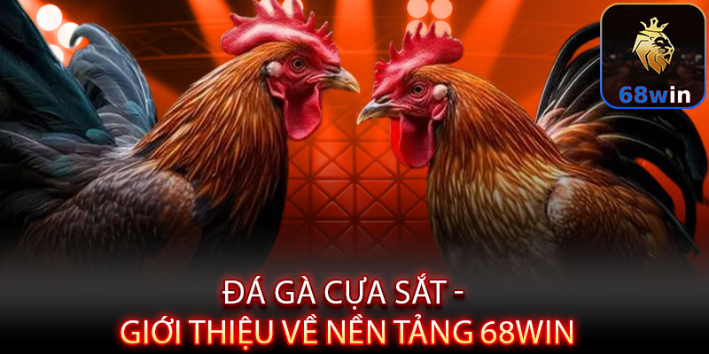 Đá Gà Cựa Sắt - Máu lửa đấu trường, kịch tính từng giây - Lopebu