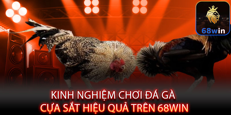 Đá Gà Cựa Sắt - Máu lửa đấu trường, kịch tính từng giây - Lopebu