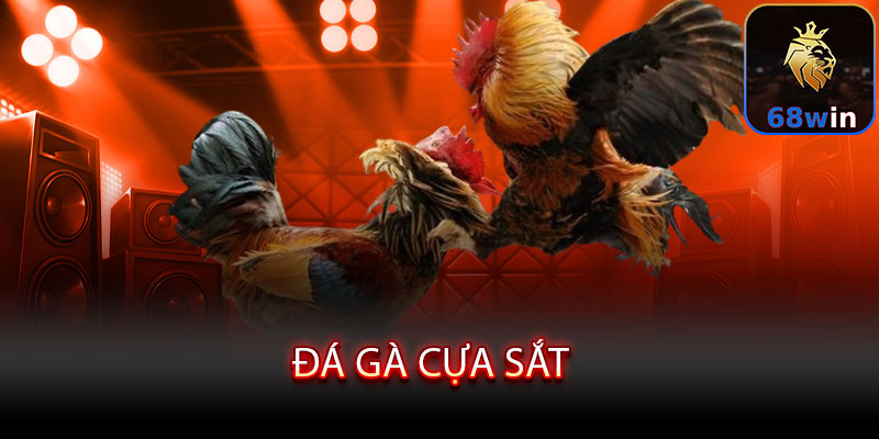 Đá Gà Cựa Sắt - Máu lửa đấu trường, kịch tính từng giây - Lopebu