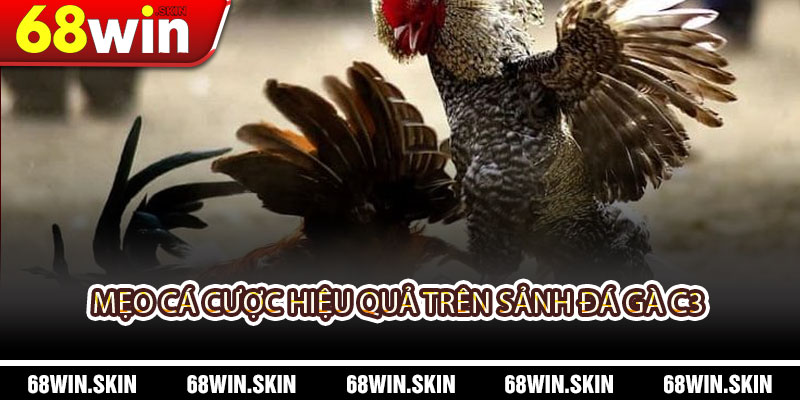 Sảnh Đá Gà C3 – Trải Nghiệm Đá Gà Đỉnh Cao Tại 68WIN - Lopebu