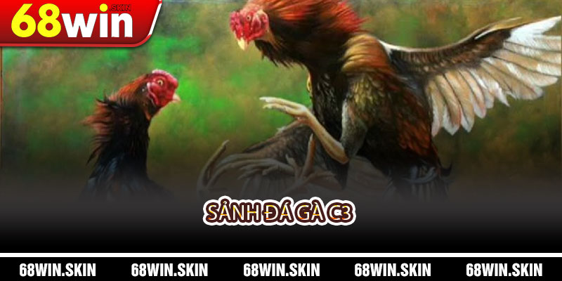 Sảnh Đá Gà C3 – Trải Nghiệm Đá Gà Đỉnh Cao Tại 68WIN - Lopebu
